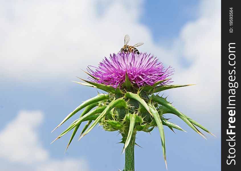 Flowering Spear Thistle (Cirsium vulgare)