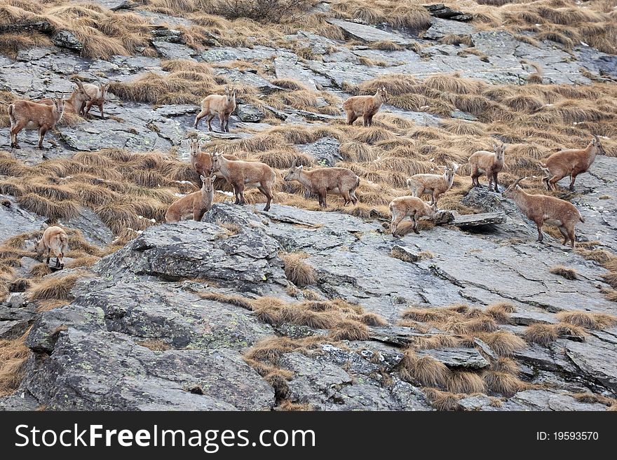 Ibex at 2651 meters on the sea-level. Gavia Pass, Brixia province, Lombardy region, Italy