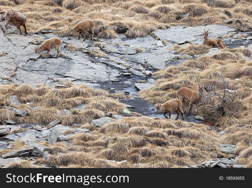 Ibex at 2651 meters on the sea-level. Gavia Pass, Brixia province, Lombardy region, Italy