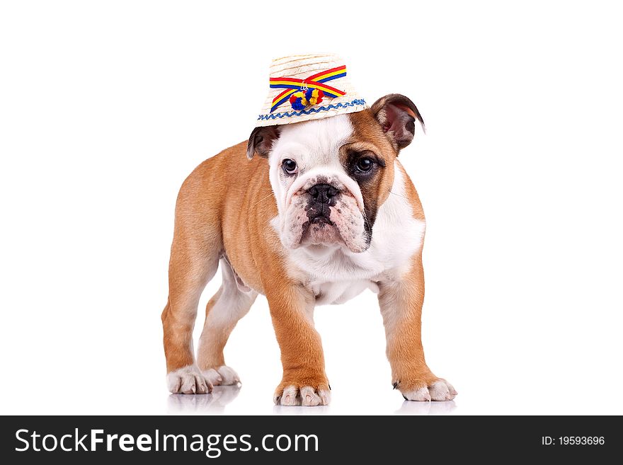Cute english bulldog puppy wearing a traditional romanian hat from maramures county