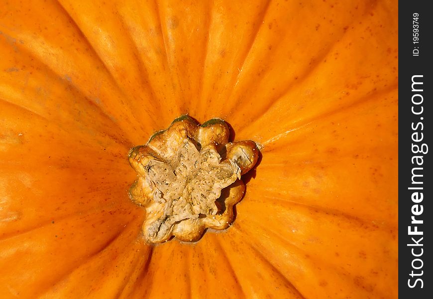 Colorful pumpkins collection on the autumn market