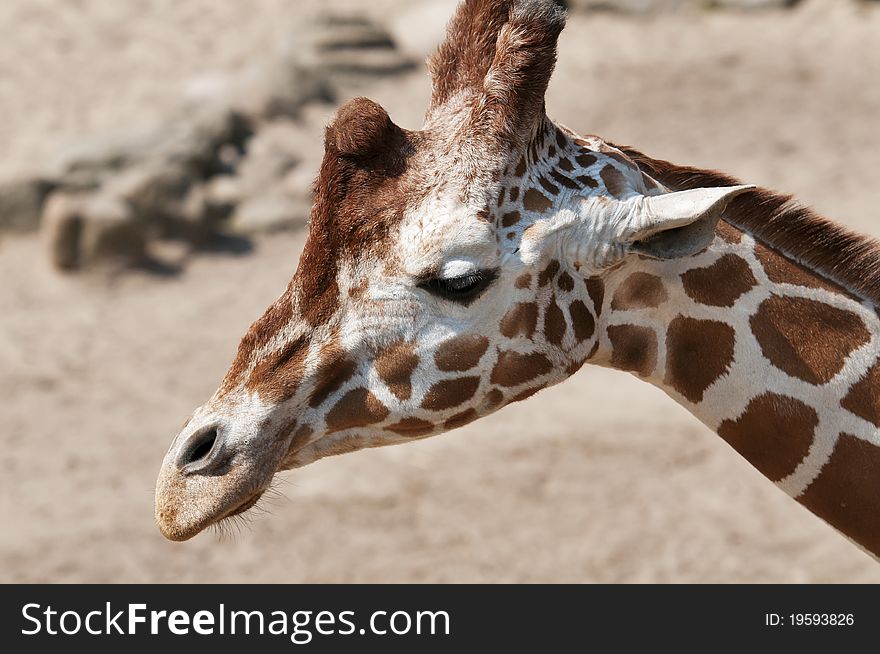 Closeup of a head of a giraffe