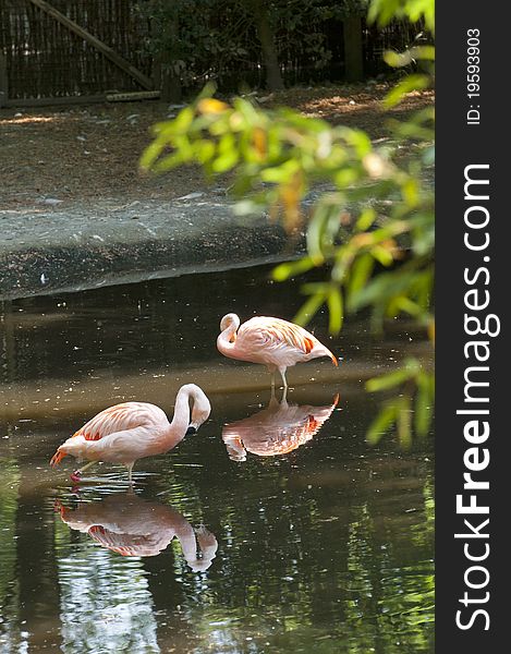 Two elegant flamingoÂ´s with their reflections in the water