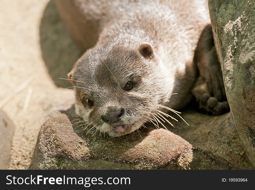 Otter is looking curious at the photographer