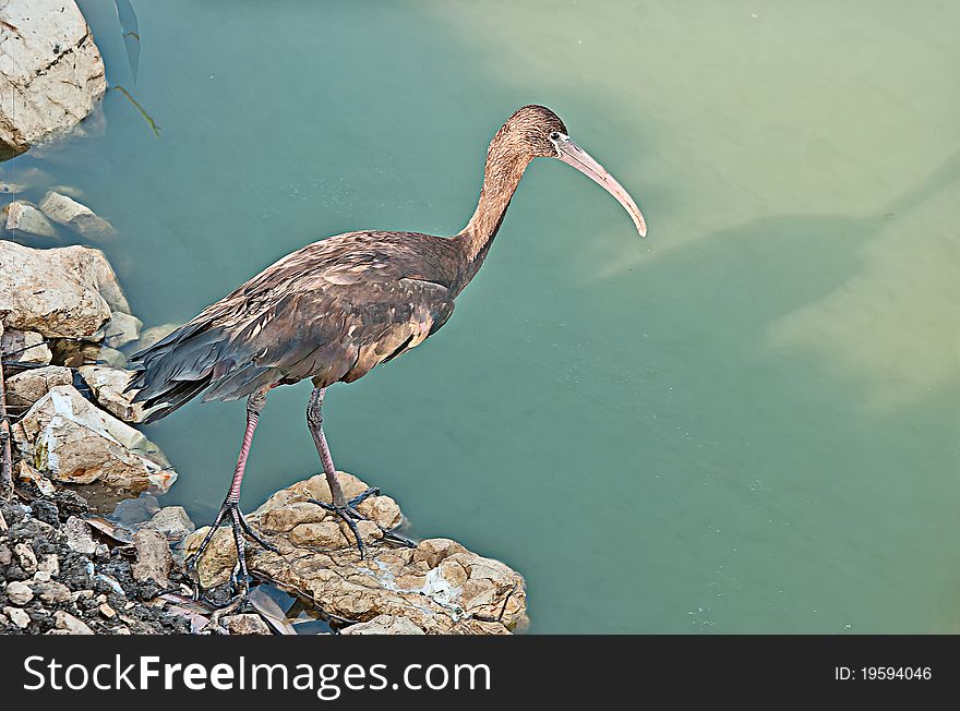 Close up of glossy ibis