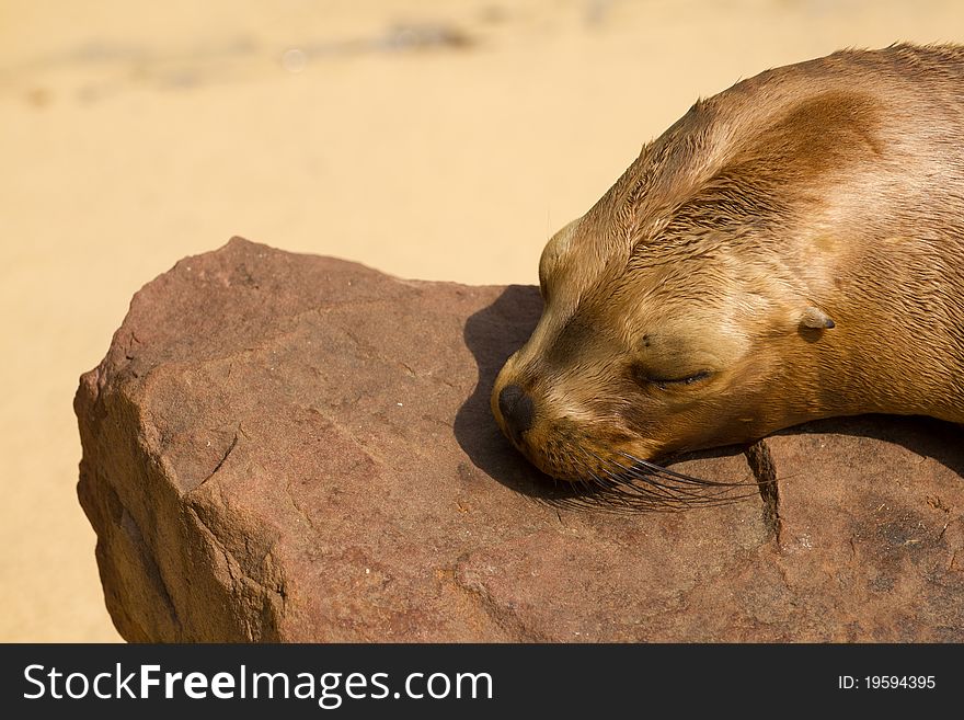 Sea Lion Sleeping