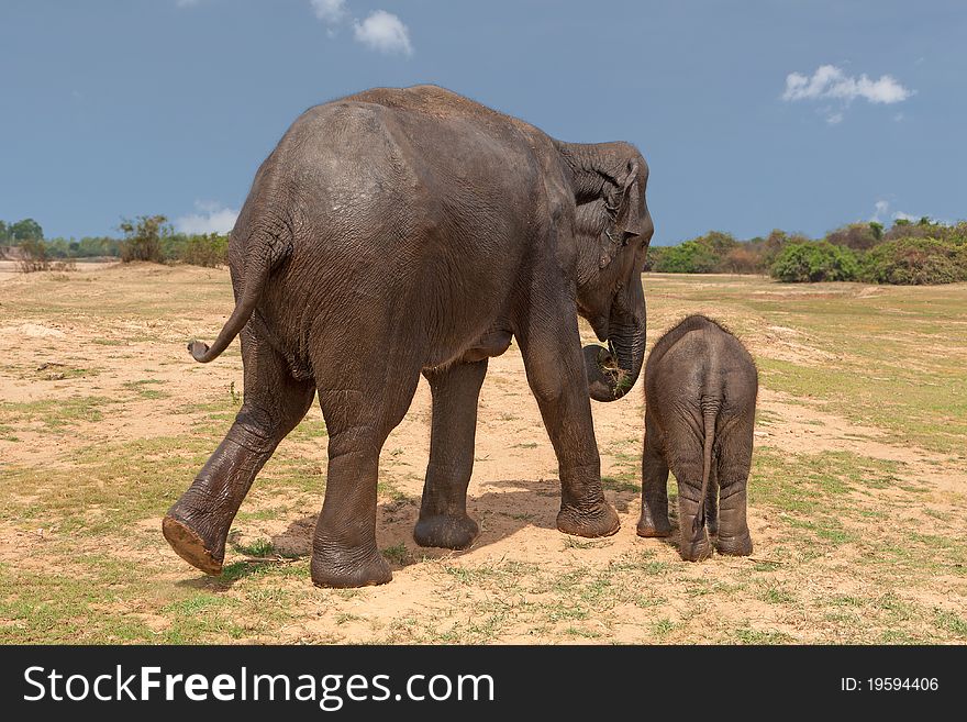 Elephant, cow with baby walking in the wilderness