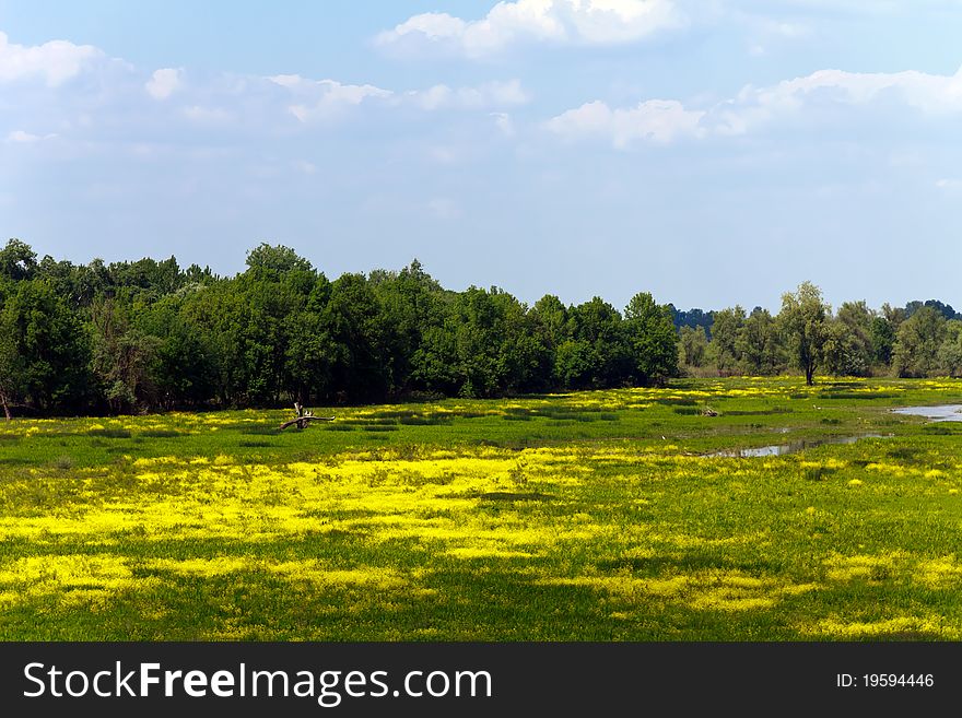 Landscape,Swamp In Kupinovo,Serbia