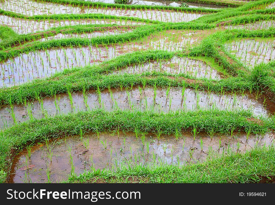 Rice fields, prepared for rice. Bali, Indonesia