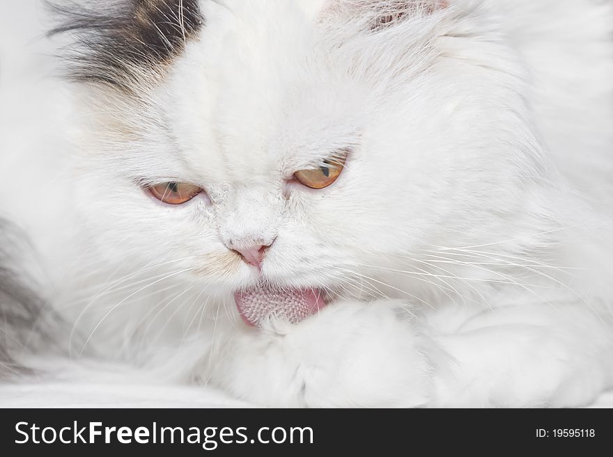 White cat licking its paw with its red tongue