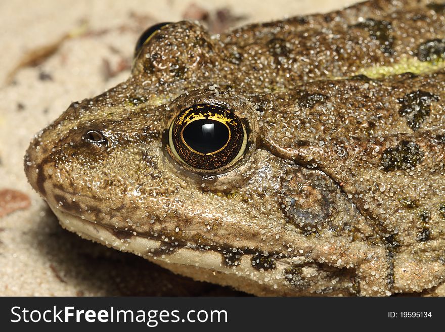 Head of a frog close up (macro)
