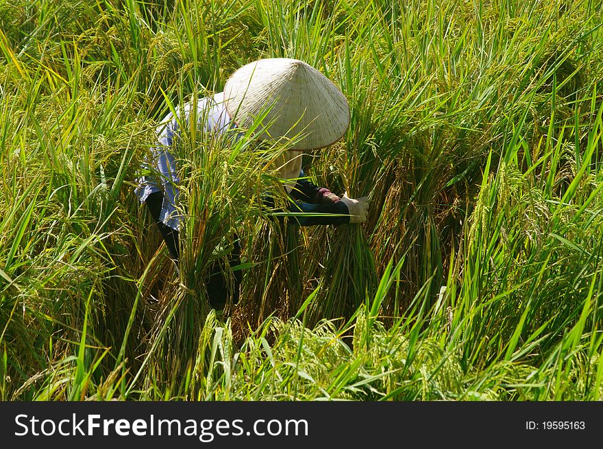 Vietnamese Peasant In Rice Field