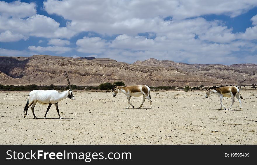 Onager And Oryx In Nature Reserve, Israel