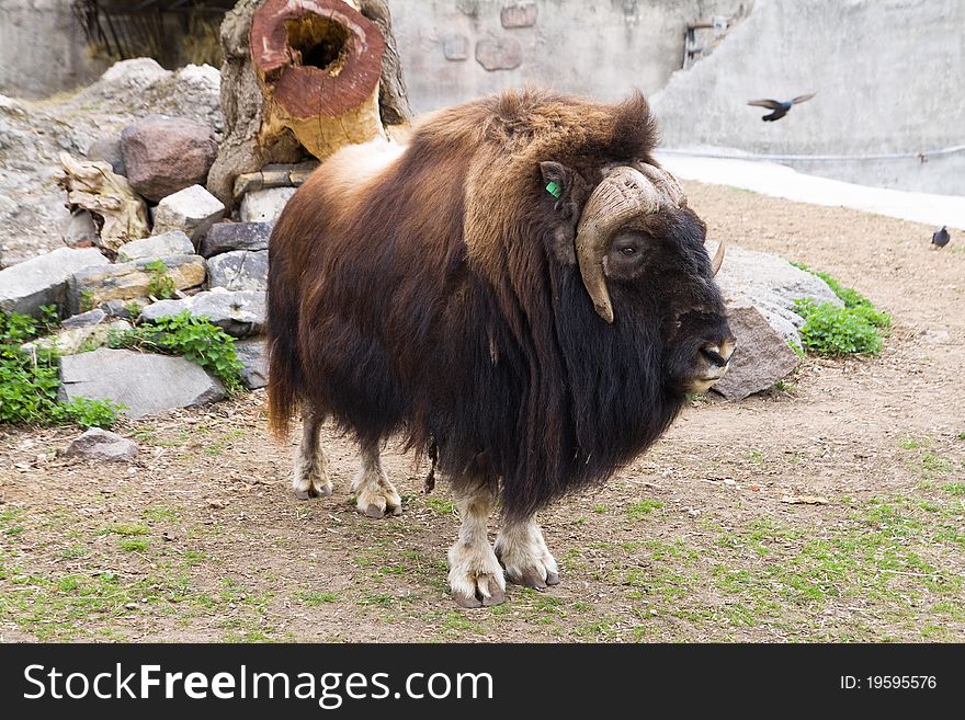 Yak