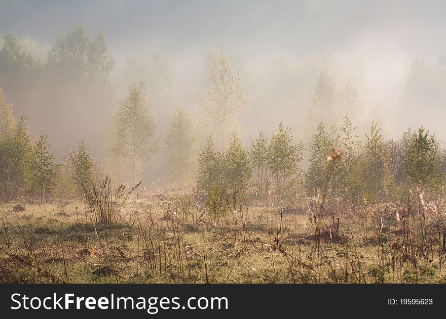 Mystery forest in morning fog