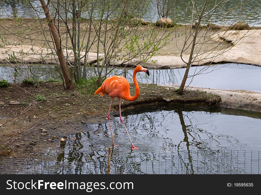 Flamingo