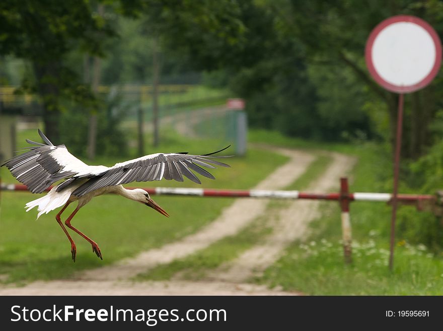 Landing bird, stork, Reserve South Poland