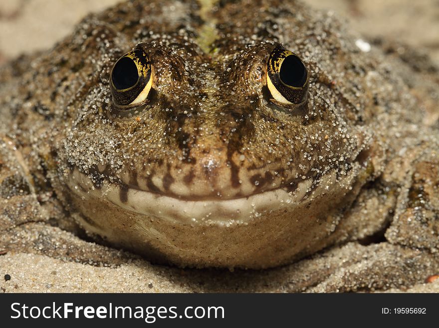 Frog close up (Ð¼Ð°ÐºÑ€Ð¾), looking before itself, the front view, with the stuck grains of sand on a skin. Frog close up (Ð¼Ð°ÐºÑ€Ð¾), looking before itself, the front view, with the stuck grains of sand on a skin