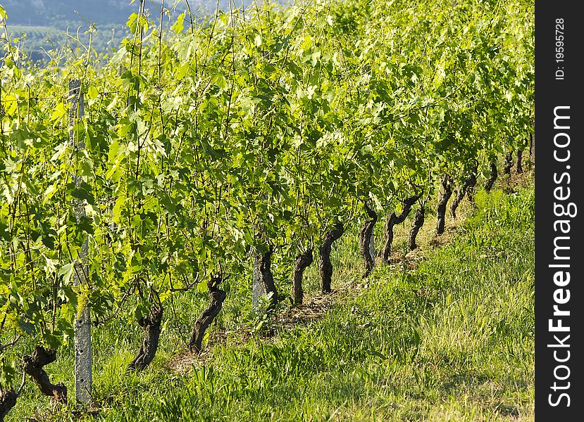 Row of grapevine in italian hills