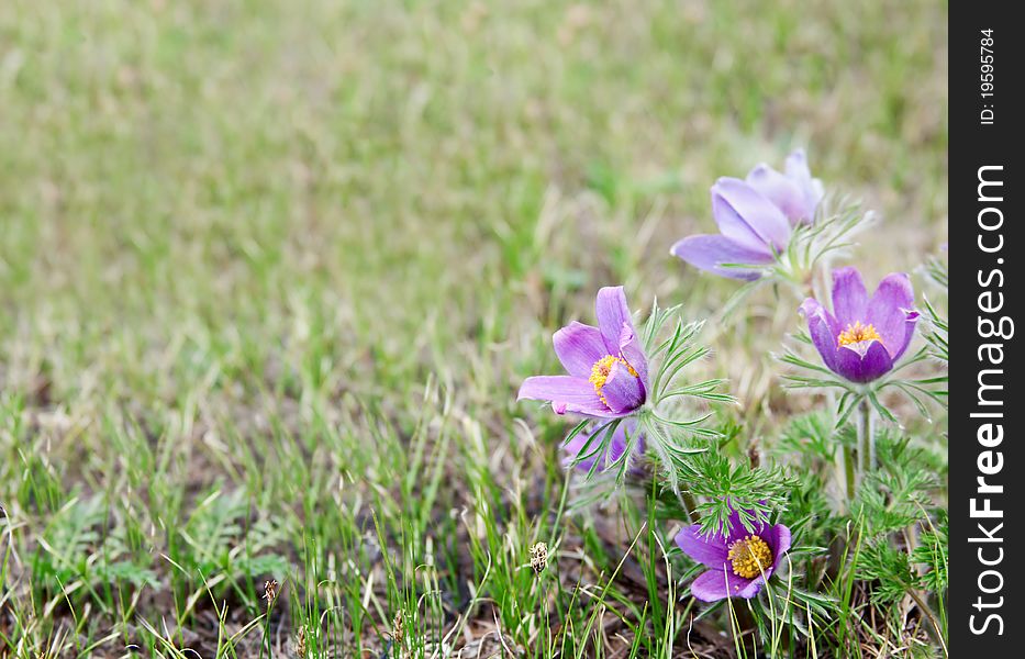 Purple snowdrops crocus flowers. Transbaikalia, Russia