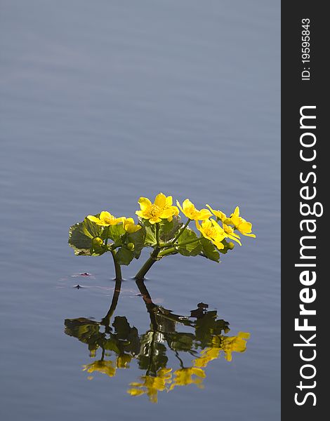 Flowers with yellow petals with reflection in the lake water. Flowers with yellow petals with reflection in the lake water