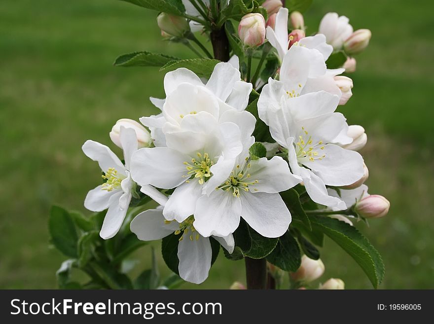 Blossoming branch of apple-tree in spring day