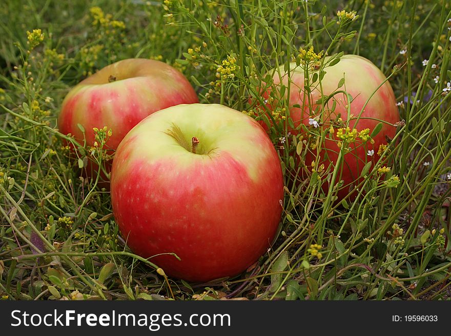 Apples in a grass in summer day