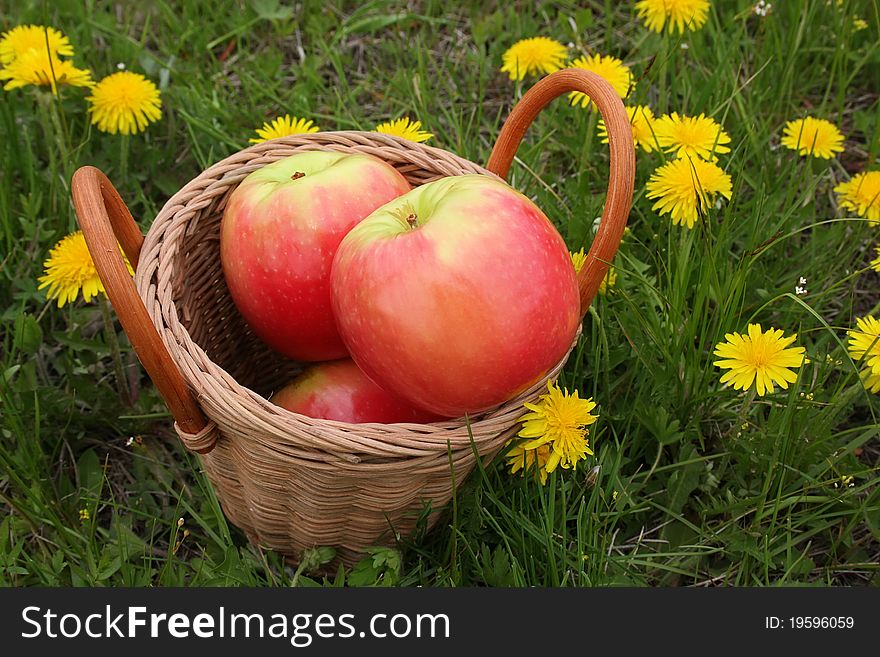 Basket with apples on a glade with dandelions in a grass