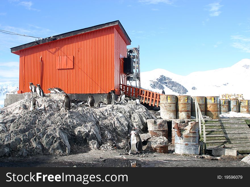 Adelie penguins in front of orange barrack. Adelie penguins in front of orange barrack