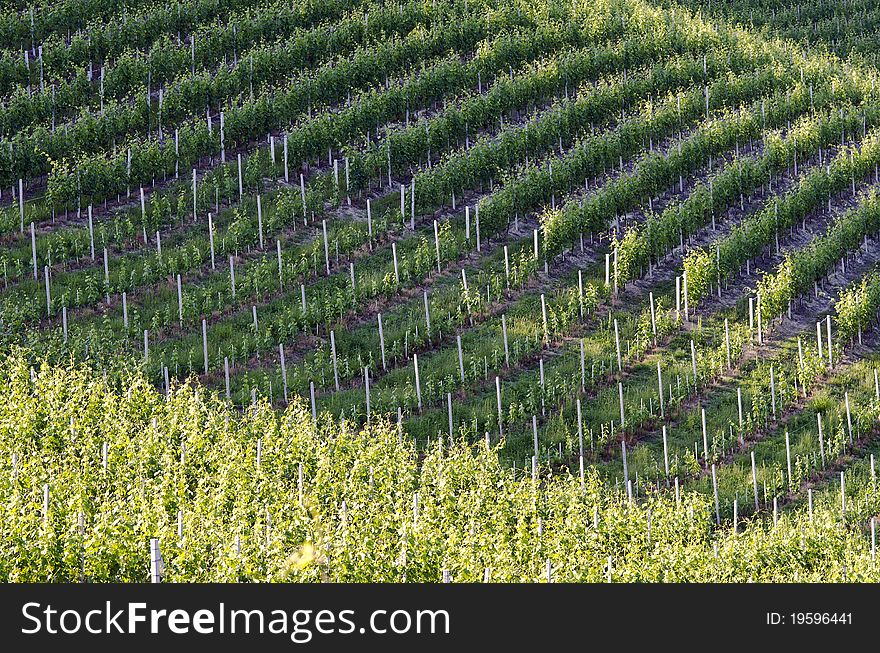 Grapevine on hills in italy