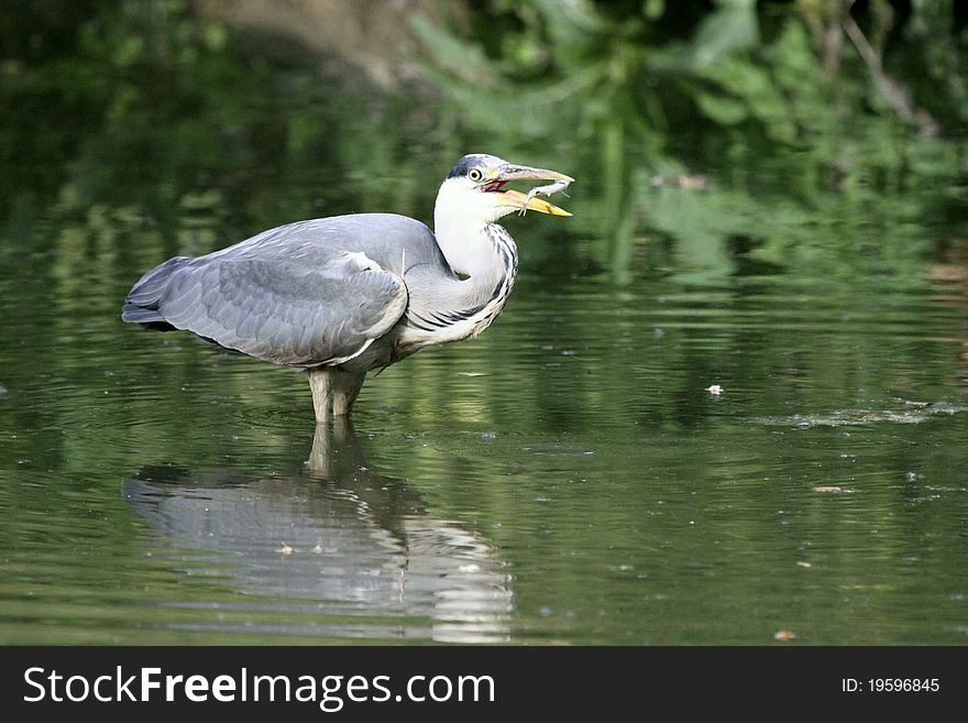 Grey heron with a fish in the beak