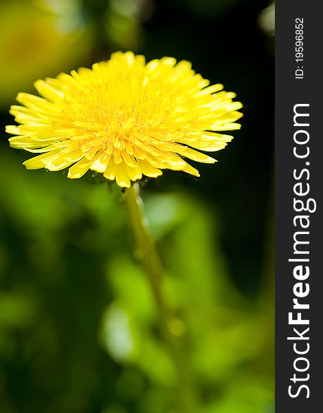 Yellow dandelion in a meadow
