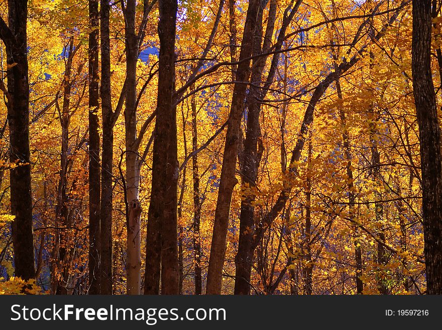 A forest colored with orange leaves. A forest colored with orange leaves.