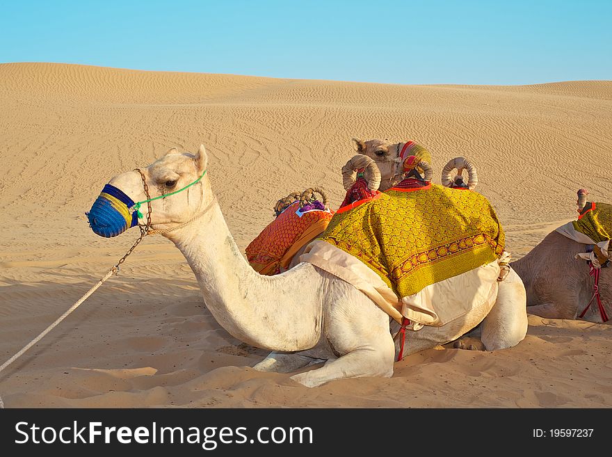 Camel laying on the sand in the desert