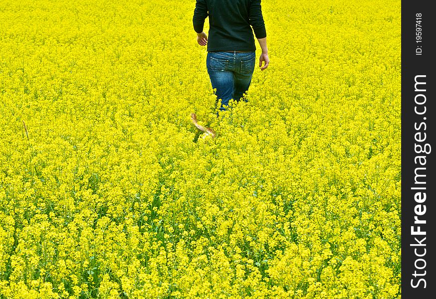 Female is walking in the field of yellow flowers with a dog. Female is walking in the field of yellow flowers with a dog