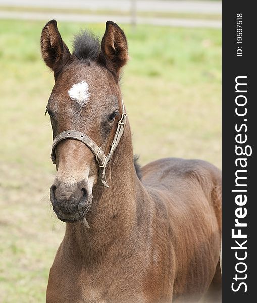 Newborn foal in a meadow on a farm in the Netherlands. Newborn foal in a meadow on a farm in the Netherlands