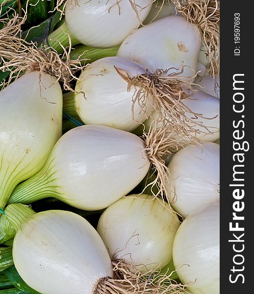 Young onions at the farmers market