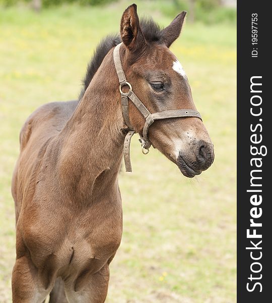 Brown foal on a farm close-up. Brown foal on a farm close-up