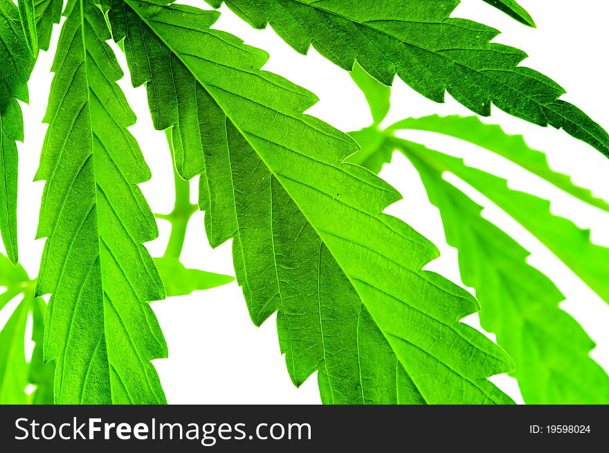 Cannabis leaves isolated on white. Cannabis leaves isolated on white