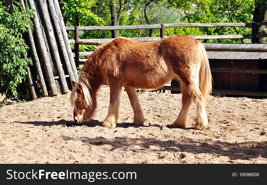 House Beautiful rare Przewalski horse. House Beautiful rare Przewalski horse