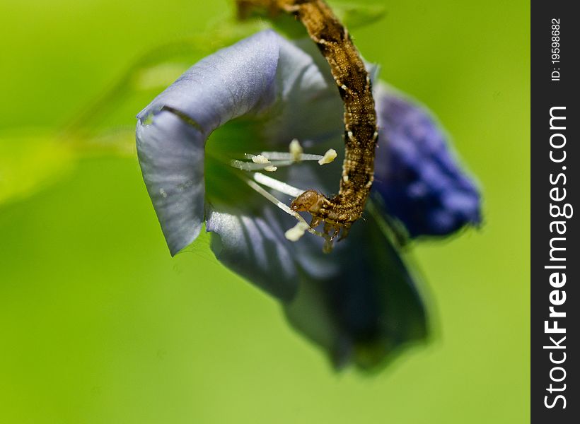 Inch Worm Eating A Flower