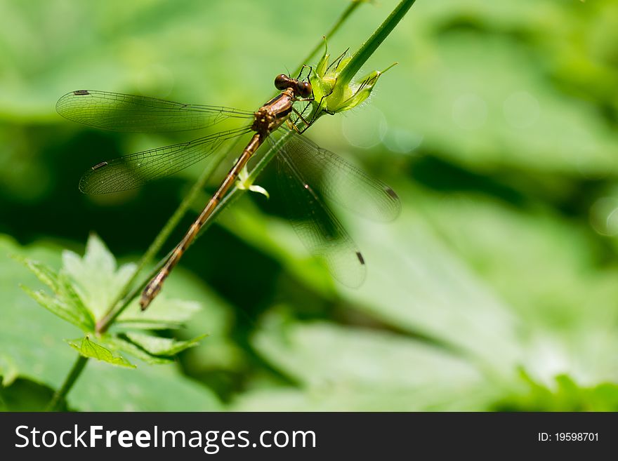 Dragonfly on green field a with shallow depth of focus. Dragonfly on green field a with shallow depth of focus