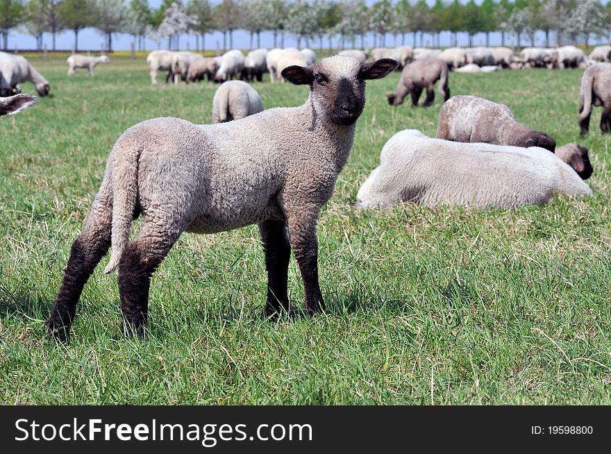 Herd of sheep grazing in a field