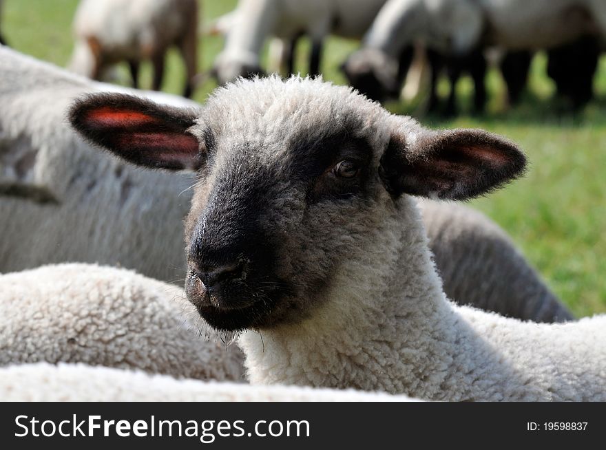 Sheep Close Up