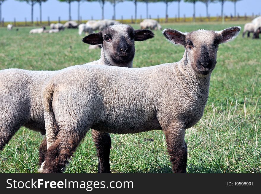 Two lambs grazing in a field