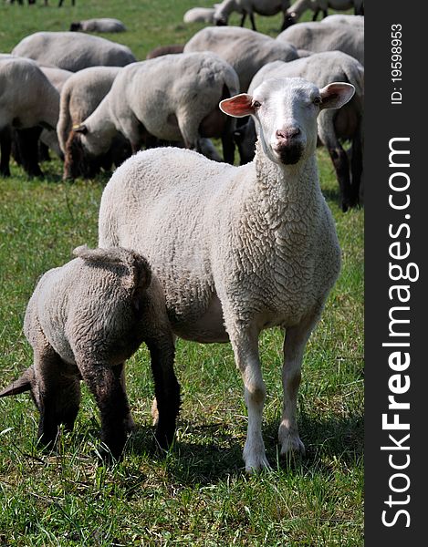 Sheep and lamb grazing in a field