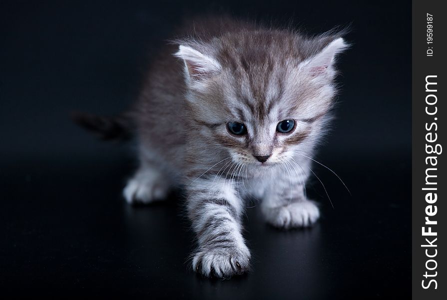 Silver siberian kitten on the black background