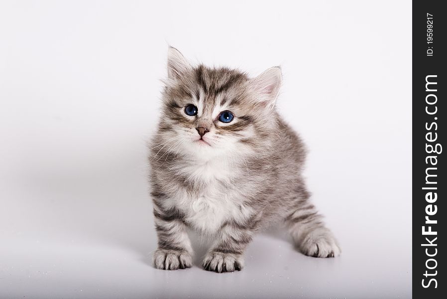 Silver siberian kitten on the white background
