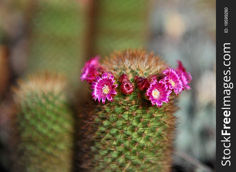 A cactus with pink flowers. A cactus with pink flowers