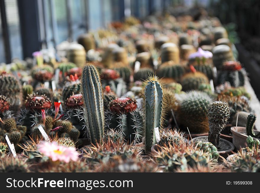 Cactus Garden with a multitude of different cactus plants